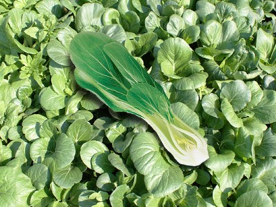 Nutrition Guide and Healthy Eating | Bok choy