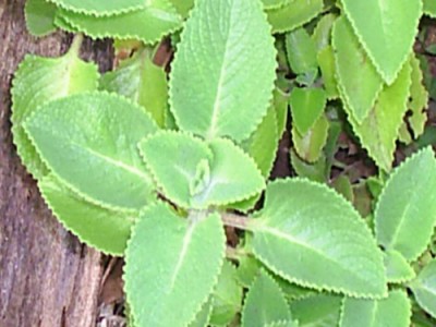 Boldo And Its Unknown Medicinal Values