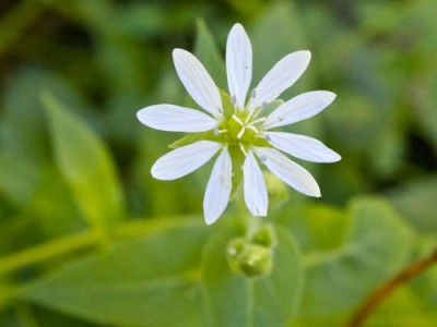 Chickweed Health Benefits And Its Uses
