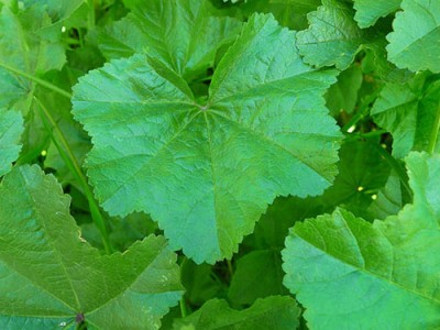 Chinese Mallow Aspects,Cultivation And Its Uses