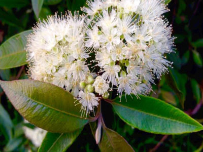 Cinnamon Myrtle aka Backhousia myrtifolia |Medicinal Value