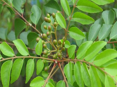 Curry Leaf Tree Origin And Its Nutritional Value