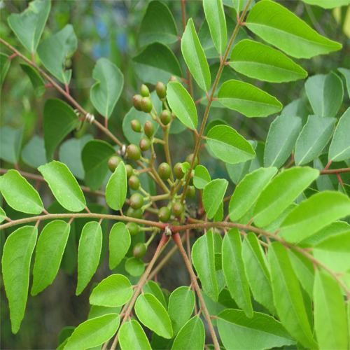Curry Leaf Tree Origin And Its Nutritional Value