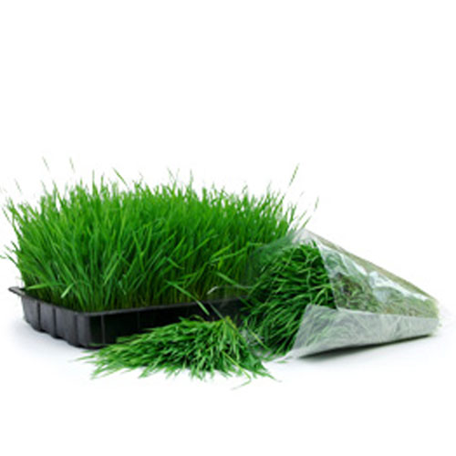 Wheat Grass And Its Interesting Facts