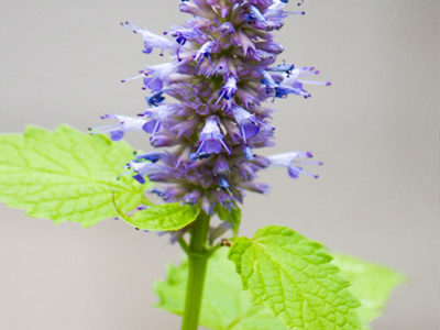 Aspects Of Hyssop And Its Properties