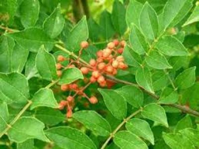 Szechuan a Japanese pepper And Benefits