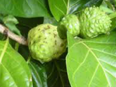 True cinnamon for  breath freshener and tonic