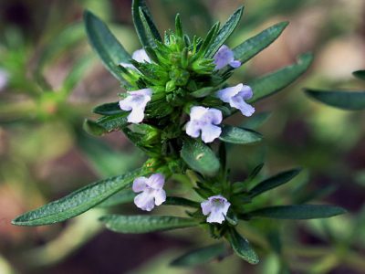 Summer Savory as an ingredient And Uses