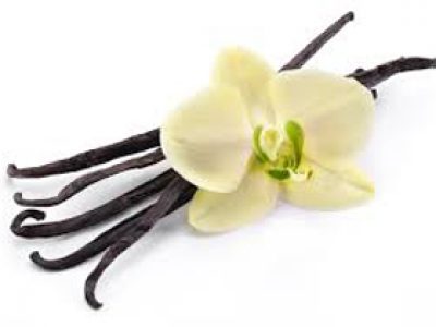 Vanilla a flavoring orchids