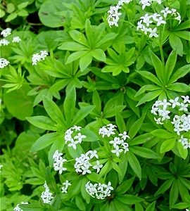 Sweet Woodruff as herbal Medicinal And Its Benefits