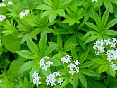 Sweet Woodruff as herbal Medicinal And Its Benefits