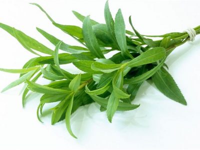 Tarragon for dishes And Its Medicinal  Uses
