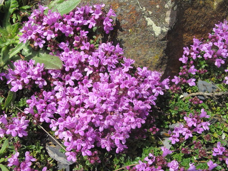 Facts of  Wild Thyme
