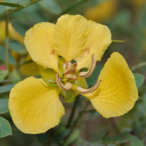 Avaram Senna Flower