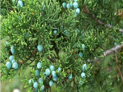 Juniper berry medicinal values and benefits