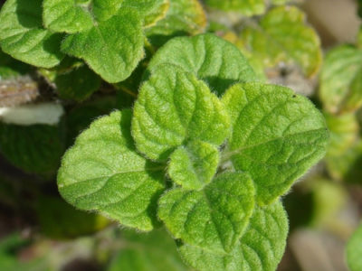 Lesser Calamint Facts And nutrition summary