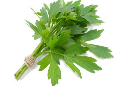 Lovage Facts And Medicinal Benefits