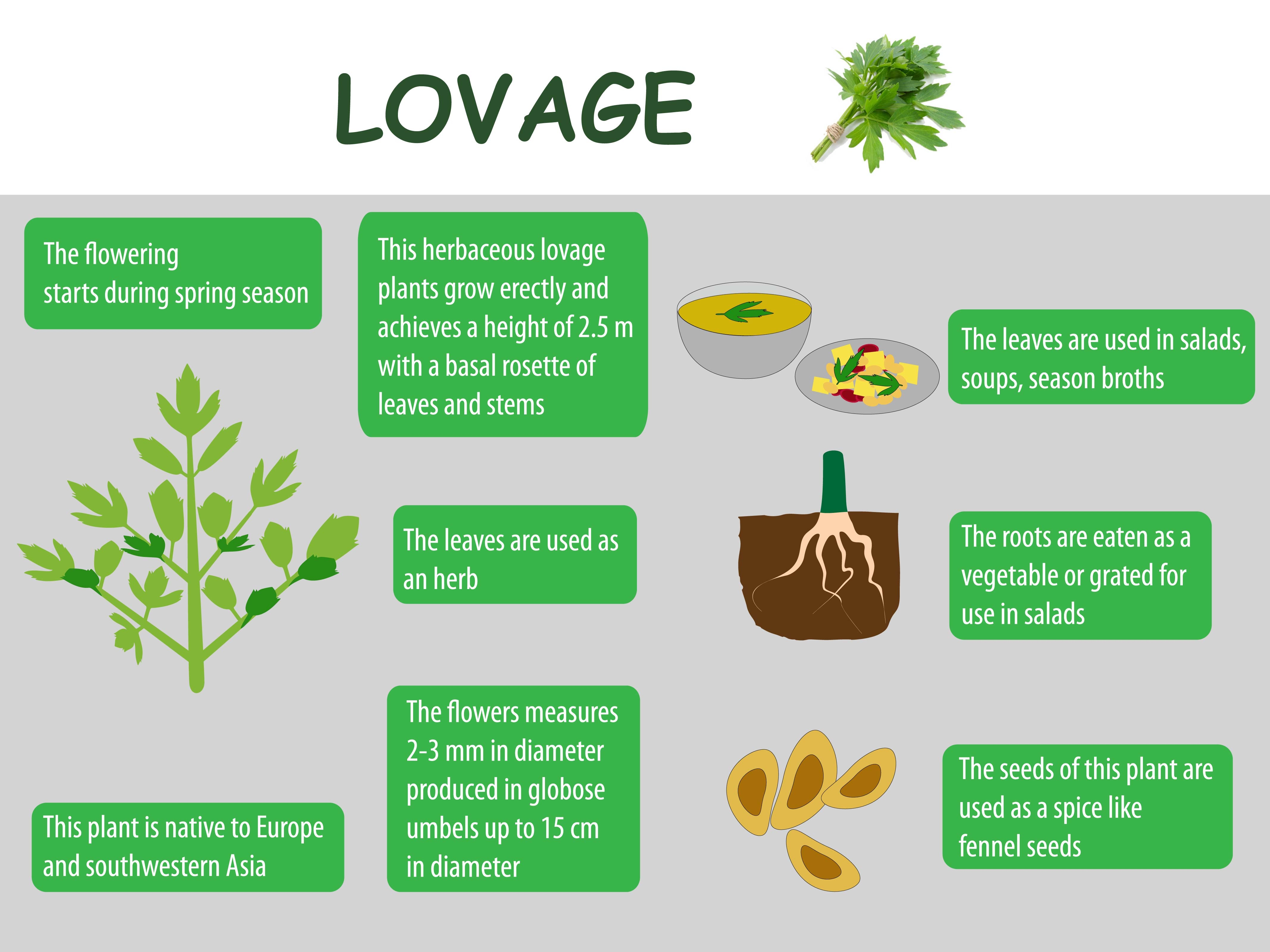 lovage-health-benefits-veggies-info-veggies-info