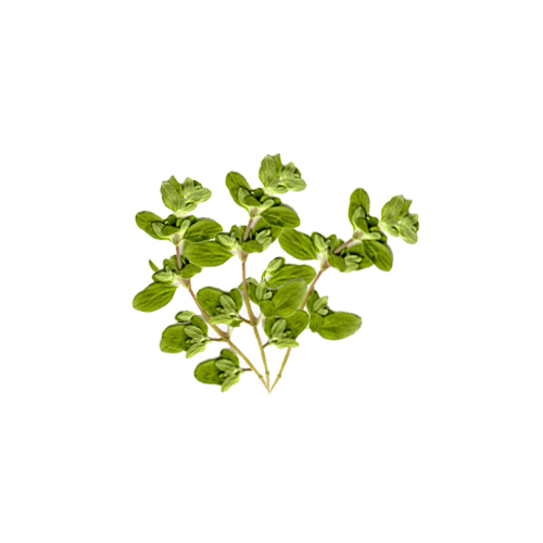Marjoram Unbeatable Health Benefits Veggies Info