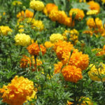 Mexican Marigold Medicinal Information