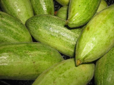 Pointed Gourd Uses And Nutritional Facts
