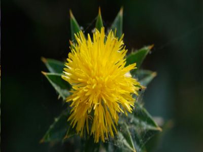 Safflower Medicinal And Health Uses