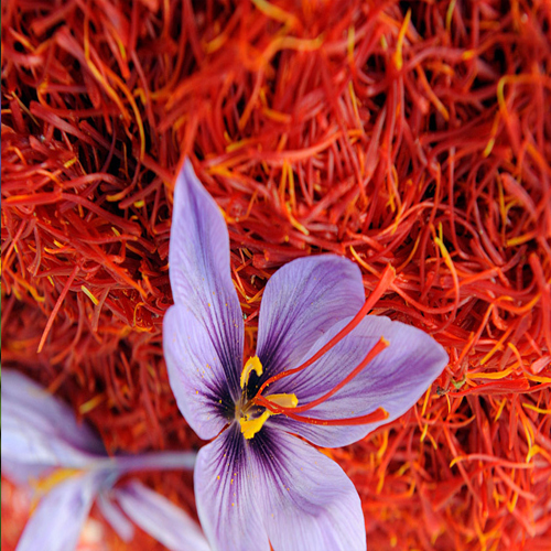 Saffron History Origin Growth And Its Various Benefits