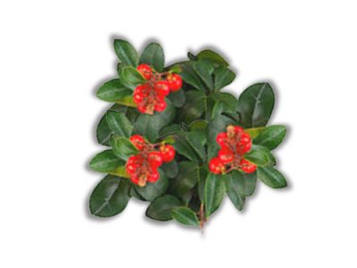 Wintergreen Health Benefits and nutritional value