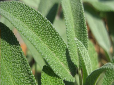 Common Sage Medicinal Properties And Health Uses