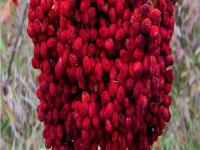 Sumac Health Benefits And Its Facts