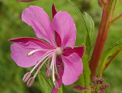 Willowherb in Medicine Uses And its Chemical Properties