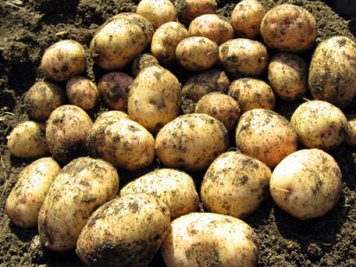 Chinese Potato Growth And Its Medicinal Uses
