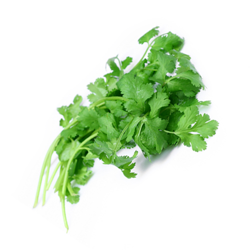 Coriander Leaves Benefits And Its Properties