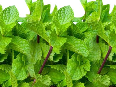 Indian Mint Uses And Medicinal Values