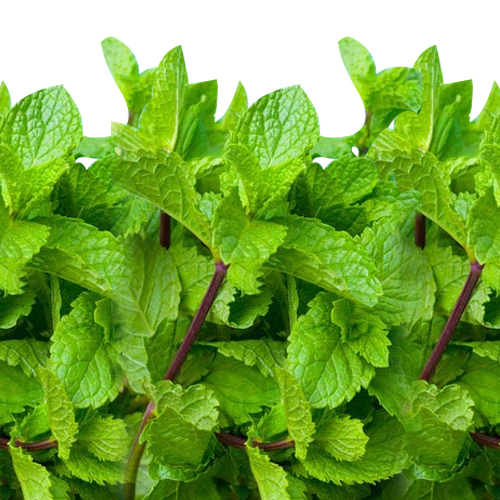 Indian Mint Uses And Medicinal Values Veggies Info