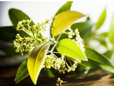 Lemon Myrtle Uses And Its Culinary Purposes