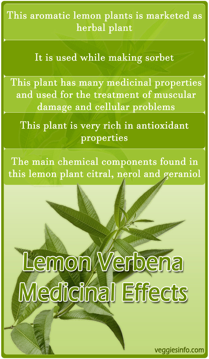 Lemon Verbena Medicinal Facts And Effects Veggies Info