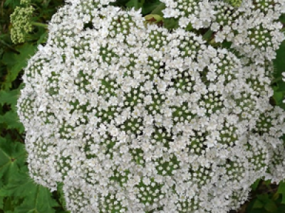 Persian Hogweed And Its Health Benefits