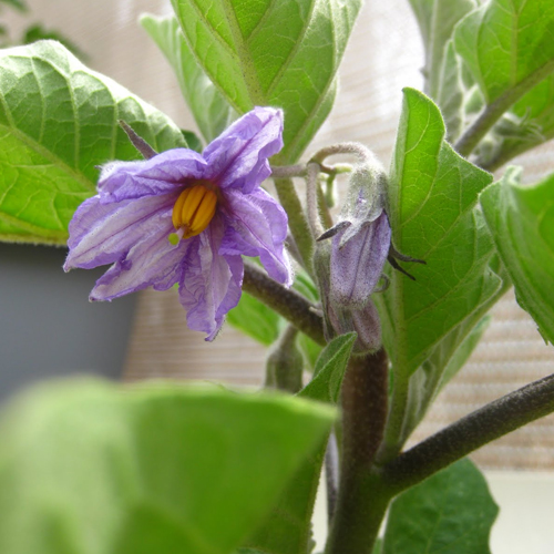 Purple Fruited Pea Egg Plant Medicinal values
