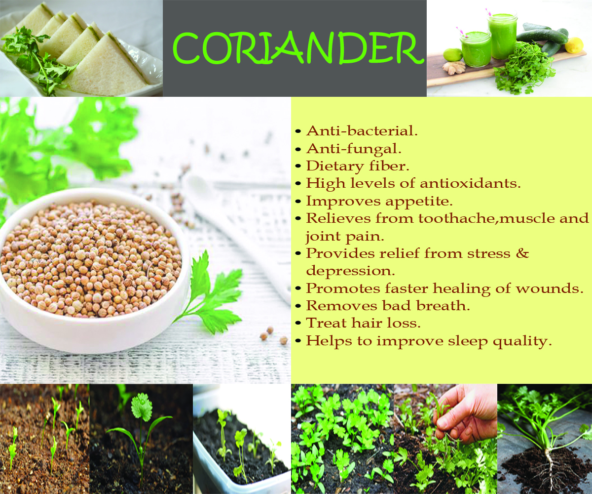 Coriander Leaves Benefits And Its Properties Veggies Info