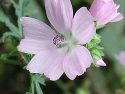 Musk Mallow Health Benefits And Facts