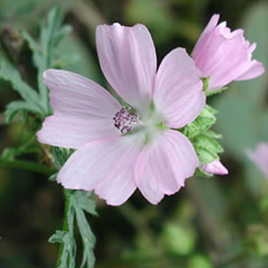 Musk Mallow Health Benefits And Facts