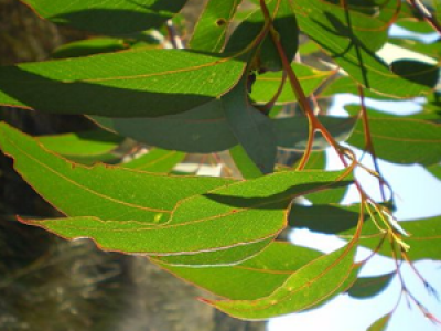 Olida Growth Health Benefits And Its Medicinal Uses