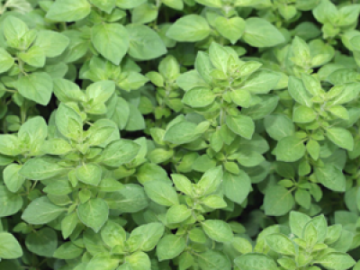 Oregano Benefits Medicinal Values And Its Growth
