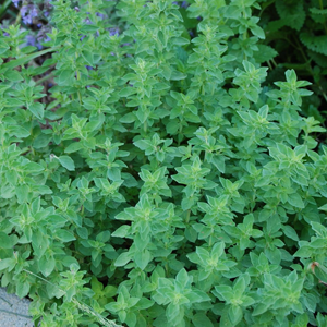 Oregano Benefits Medicinal Values And Its Growth | Veggies Info