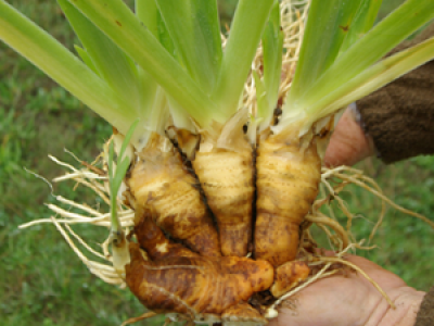 Orris Root Cultivation And Its Medicinal Benefits