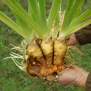 Orris Root Cultivation And Its Medicinal Benefits