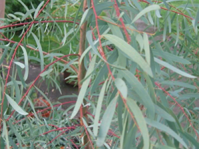 Peppermint Gum Leaves And Its Health Uses