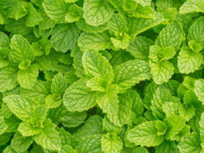 Peppermint Medicinal Properties And Its Facts