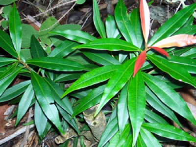 Quassia Medicinal Uses And Its Facts